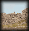 AC at the top of a hill on Inishmore